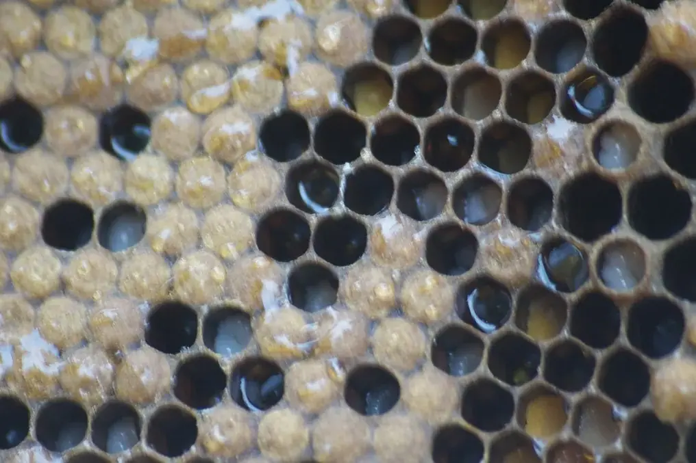 Panal visto de cerca: una parte de las celdas está cerrada con opérculo oscuro y el resto sigue abierta